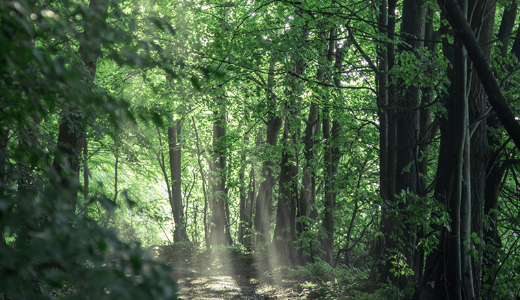Roztoczański las jako element grafik przygotowywanych przez MDI dla Rodowita.